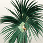 Luxury Tall Pheasant Feather Fan 38"x80"