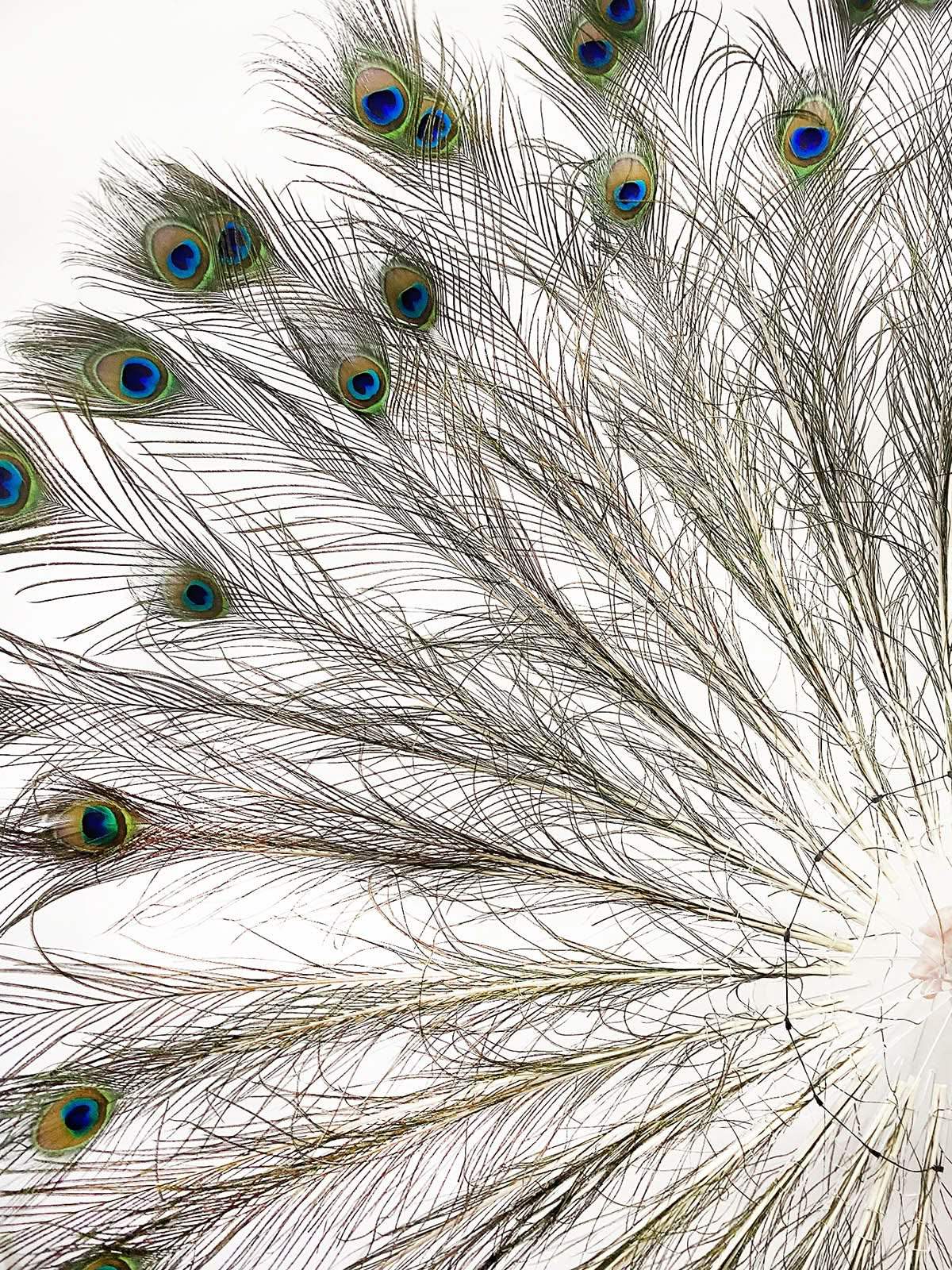 BurlyLuxe Royal Emerald Natural Peacock Feather Fan